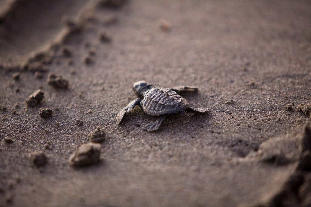 You can release a baby turtle into the sea at the Turtle Conservation And Education Center in Bali